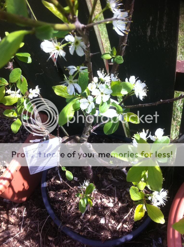 photo C29E653F-7775-4366-B334-B9C577B4E424_zpstuhy1gsb.jpg